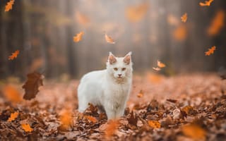 Картинка коты, осень, лес, кошка, белый, кот, взгляд, листья, свет, природа, парк, листва, желтые, стоит, мордашка, листопад, боке