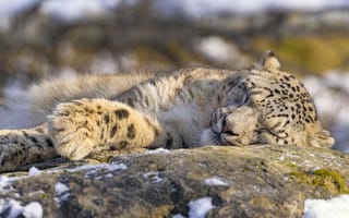 Картинка животные, снежный барс, спит