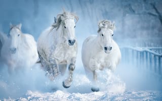 Картинка животные, лошади, зима