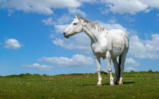 Картинка животные, лошади, лошадь, белая, лужайка
