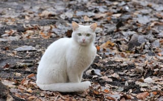 Картинка кошка, кот, листва, осень