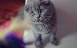Картинка кошка, scottish, fold, вислоухий, шотландский