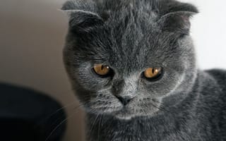 Картинка кошка, scottish, fold, вислоухий, шотландский