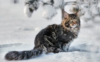 Картинка кошка, снег, мейн-кун