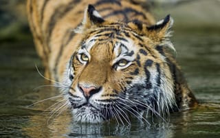 Картинка тигры, купание, вода, морда, кошка