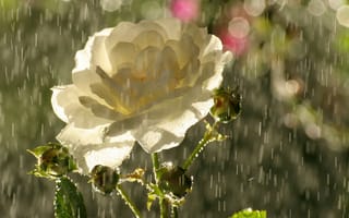 Картинка розы, капли, блики, дождь, бутоны, лепестки, роза, чайная, цветок