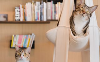 Картинка кошка, книги, полка, комната, кот