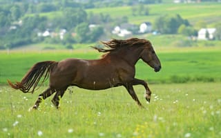 Картинка лошадь, зелень, лето, коричневый, поле, скачет, конь