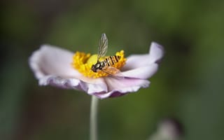 Картинка цветок, пчела, макро, размытость