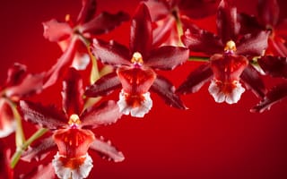 Картинка лепестки, экзотика, орхидеи