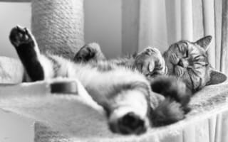 Картинка Британская короткошёрстная, кот, сон, спящий, британец, чёрно-белая