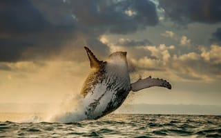 Картинка океан, прыжок, кит, млекопитающие