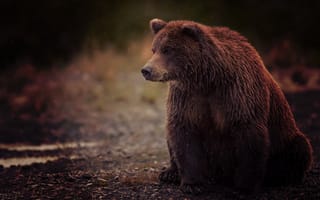 Картинка wet, sits, медведь, сидит, косолапый, bear, мокрый, бурый, brown