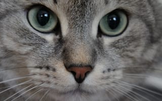 Картинка кот, хищник, усы, глаза, взгляд, нос