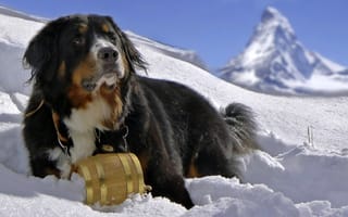 Картинка бернский зенненхунд, собака, снег, dog, berner sennenhund, горы
