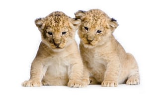 Картинка лев, белый фон, двое, милые, два, фотосессия, львенок, львята, пара, дикие кошки, сидят
