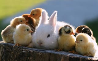 Картинка животные, цыплята, кролик, пасха