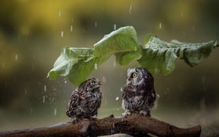Картинка дождь, лист, парочка, зонтик, птицы, совы, коряга