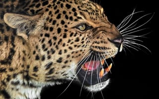 Картинка леопард, клыки, усы, злость, морда, оскал