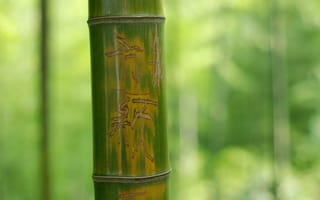Картинка макро, бамбук, дерево, надпись, зеленый, иероглифы, ствол