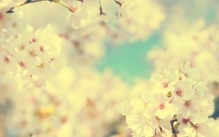 Картинка вишня, цветки, сакура, весна