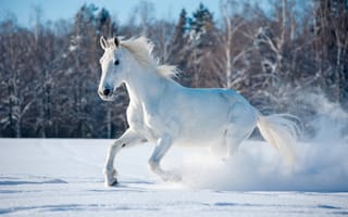 Картинка лошадь, снег, Зима, природа