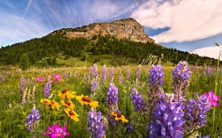 Картинка природа, горы, цветы, Лето