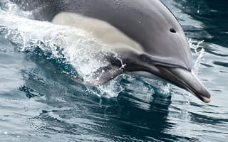 Картинка дельфин, капли, вода