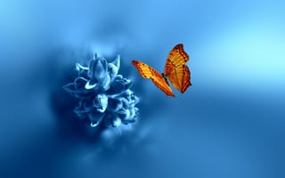 Картинка бабочка, цветок, 3d