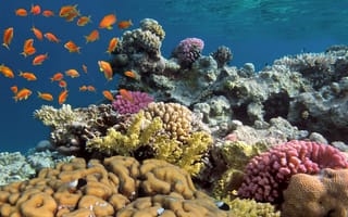 Картинка Подводный мир, Животные, Рыбы, Кораллы