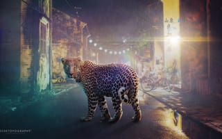 Картинка Большие кошки, Креатив, Город, Асфальт, Леопард