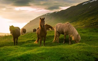 Картинка лошади, горы, кони, Исландия