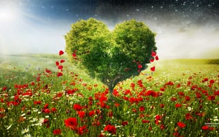 Картинка Green Love Heart Tree Poppies, маки, сердце, цветы, днерево