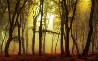 Картинка природа, туман, осень, восход, утро, лес, свет
