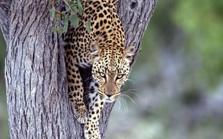 Картинка Леопард, Ствол дерева, Животные