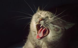 Картинка кот, пасть, зевает, клыки, хищник, темный
