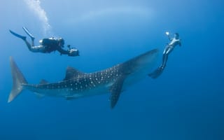Картинка под водой, акула, супер, китовая акула, дайвинг