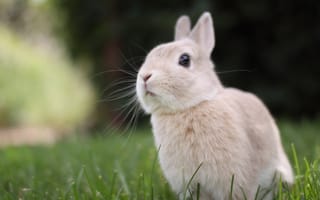 Картинка кролик, природа, трава