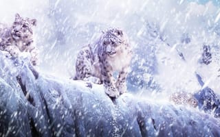 Картинка Leopard, снег, Красивые