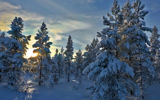 Картинка лес, снег, stene, норвегия, hedmark fylke, norway, деревья, хедмарк, зима