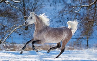 Картинка oliverseitz, лошади, профиль, бег, конь, загон, движение, грация, галоп, зима, животные, серый, снег