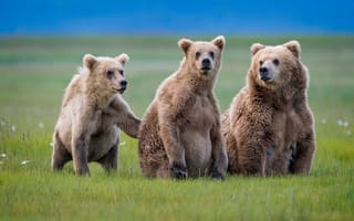 Картинка три медведя, природа, медведи, хищники, трава, животные, троица