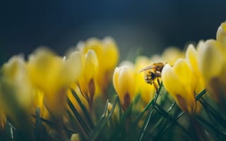 Картинка природа, весна, трава, крокусы, пчела, цветы