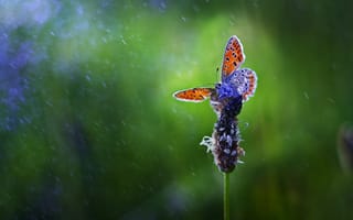 Картинка бабочка, Grzegorz, цветок, миг, макро