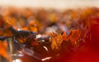 Картинка осень, клён, листья, боке