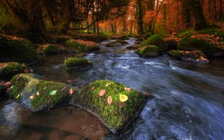Картинка природа, Франция, Бретань, лес, река, камни, мох, осень