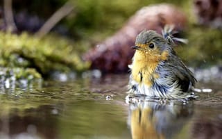 Картинка птица, купание, вода, природа