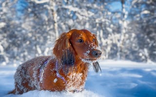 Картинка животное, природа, зима, снег, такса, собака, пёс