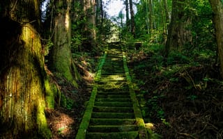 Картинка лестница, природа, мох, деревья, япония