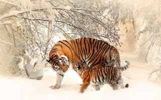 Картинка тигры, снег, цифровая, рисунок, зима